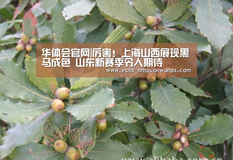 华体会体育