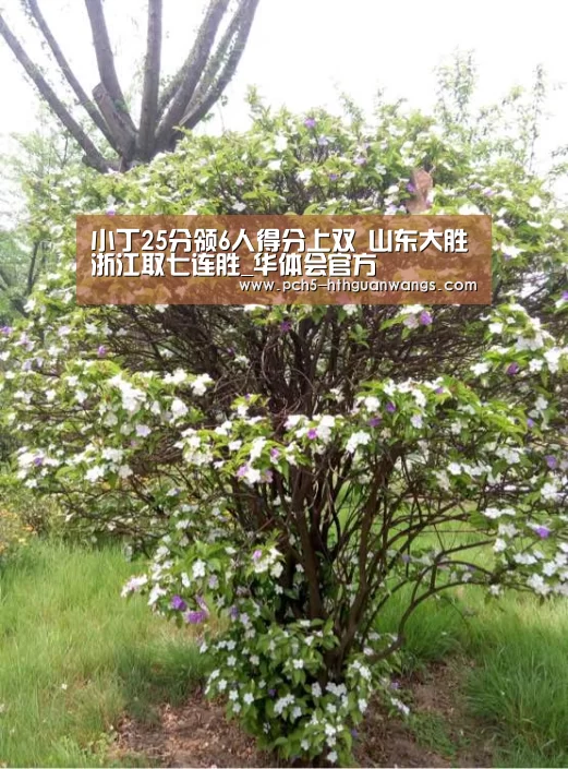 小丁25分领6人得分上双 山东大胜浙江取七连胜_华体会官方(图3) 华体会